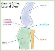 In contrast, a sprain is an injury to the ligament that connects two bones. Torn Cruciate Ligaments In Dogs Whole Dog Journal
