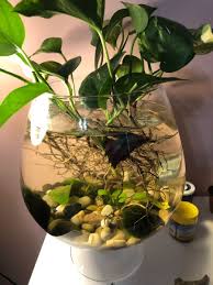 Betta Aquarium Vase Fish Plants Aquaponics Plants Planted Aquarium
