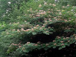 It produces fluffy clusters of white blooms in late spring and early summer. Mimosa The Wonderful Awful Weed Southern Living