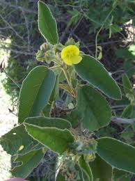 Image result for Melhania forbesii