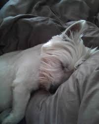 Dogs under one year of age are classed as puppies. Adopt Duffy On Petfinder Westie Dogs Westie Puppies West Highland Terrier