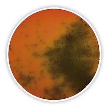 The new agar media differentiate l. Palcam Listeria Agar Base Media For Pseudomonads Legionellae Listeriae Anhydrous Nutrient Media For Microbiology Microbiology Life Science Carl Roth International