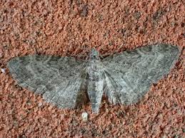 Image result for Eupithecia subfuscata