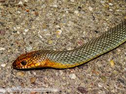 The king of gamesacum 2 zile. Cum Recunosti Serpii Veninosi Animale Aventura In Romania