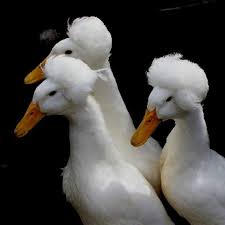 Bird With Feathers On Top Of Head A Crested Duck S Most Prominent Feature Is The Tuft Of Feathers On Top Of Its Head Unusual Animals Duck Breeds Pet Birds