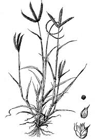 Image result for Dactyloctenium geminatum