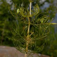 Image result for Laurembergia repens