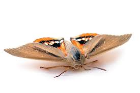 Ce nématode tue les stades larvaires du papillon palmivore paysandisia archon. Papillon Palmivore Ou Sphinx Du Palmier Koppert