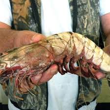 How many jumbo shrimp per pound? Colossal 2 4 Per Lb Shrimp Suggestions Food52