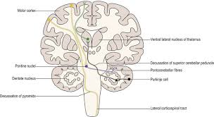 In the human brain the brainstem is composed of the midbrain, the pons, and the medulla oblongata.the midbrain is continuous with the thalamus of the diencephalon through the tentorial notch,: Cerebellum Neupsy Key Cute766