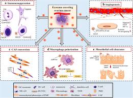 However, more than 90% of ovarian cancer arises from epithelial cells; Exosomes Promote Pre Metastatic Niche Formation In Ovarian Cancer Molecular Cancer Full Text
