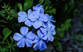 Agapanthus africanus « amourette ». Fleur Bleue La Liste Des 30 Plus Belles Fleurs Bleues Pour Votre Jardin
