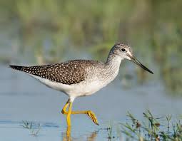 Image result for Lepidagathis pallescens