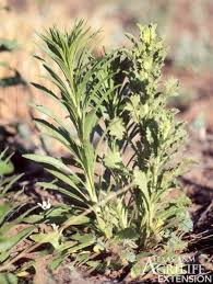 Image result for Conyza