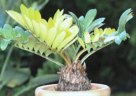 Image result for Zamia furfuracea