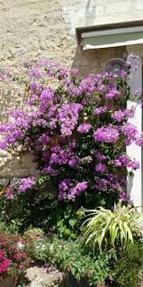 Le bougainvillier est sensible au gel. Comment Entretenir Mon Bougainvillier Tijardin Producteur De Plantes Fleuries Mediterraneennes