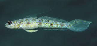 Image result for Eriosema vanderystii