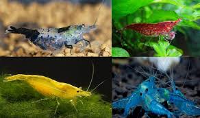 We did not find results for: Cara Mudah Budidaya Udang Hias Air Tawar Yang Baik Bagi Pemula Faunadanflora Com