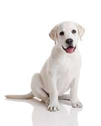 White Lab Interesting Information About White Labradors The Labrador Dog