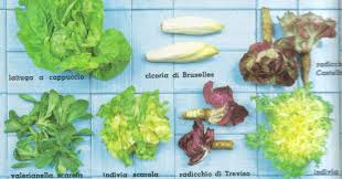 Le lattughe sono molto diffuse negli orti famigliari. Tipi Di Insalata Lacuocaignorante