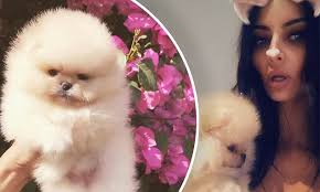 A look back at the sad fate of the Kardashians' pets