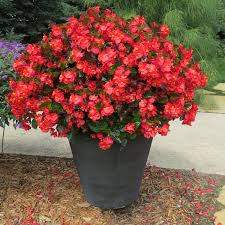 Image result for Begonia princeae