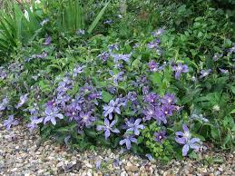 Since arabella is from the integrifolia group, there is no problem with wilt. Clematis Arabella