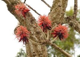 Image result for Antopetitia abyssinica