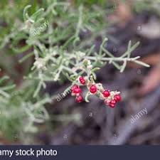 Image result for Rhagodia