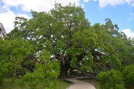 Check spelling or type a new query. 904views The Tree That S Older Than Jacksonville The Coastal