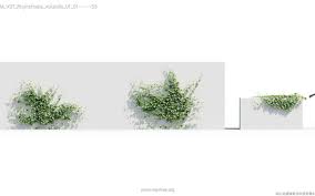 Image result for Rhynchosia tricuspidata