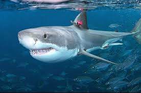 Sink or swim? White sharks do both – News