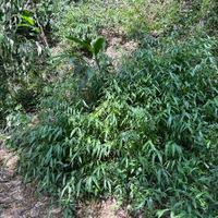 Image result for Microstegium fasciculatum