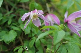 Maybe you would like to learn more about one of these? Wann Bluhen Clematis Ubersicht Der Blutezeit Der Clematis Arten