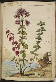 Watercolours From A 16th Century De Materia Medica Botanical Drawings Vintage Botanical Prints Botanical Illustration