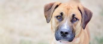 Pet grooming in raleigh, nc. Pet Adoption And Animal Rescue Charlotte Nc