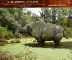 Embolotherium are strict herbivores, grazing on grasses and flowering plants. 130 Brontotherium And Embolotherium Ideas In 2021 Prehistoric Animals Prehistoric Paleo Art