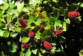 Image result for Myrothamnus flabellifolius