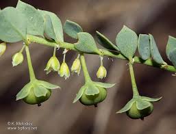 Image result for Andrachne