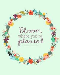 On the one hand, to bloom where you're planted is an empowering message. Bloom Where You Re Planted Printable Live Laugh Rowe