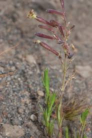 Image result for Silene kiwuensis