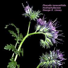 Image result for Hydrophyllaceae