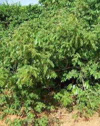 Image result for Clausena anisata