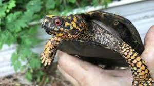 How to tell if a turtle is male or female. Male Or Female Eastern Box Turtle Youtube