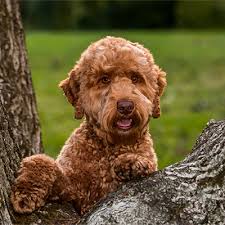 If you are looking for a multigenerational australian labradoodle puppy for sale contact dallas labradoodle, a trusted breeder! Top Australian Labradoodle Breeder Illinois Missouri Arch View