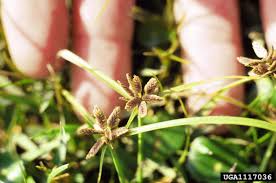 Image result for Pycreus sanguinolentus