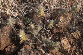 Image result for Lepidagathis lanatoglabra