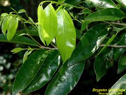 Image result for Drypetes gerrardii