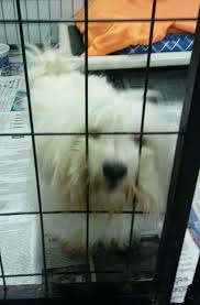 Maybe you would like to learn more about one of these? Meet Some Of The Pets Looking For Forever Homes In Wisconsin Animal Shelters Pets Madison Com