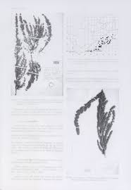 Image result for Cliffortia nitidula